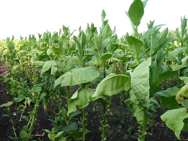 Kratom je z přírody. 